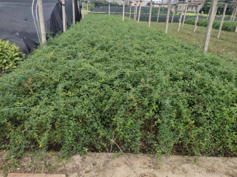 云南黄芯