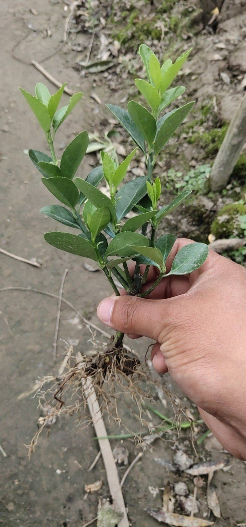 大叶黄杨秧苗