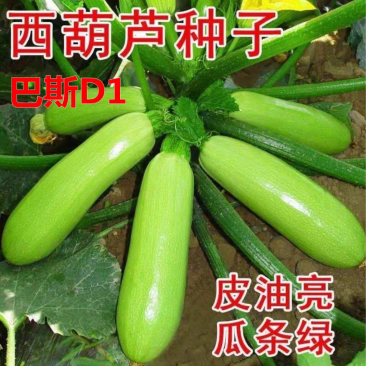 8424玉麟西瓜，西葫芦。等