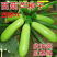 8424玉麟西瓜，西葫芦。等