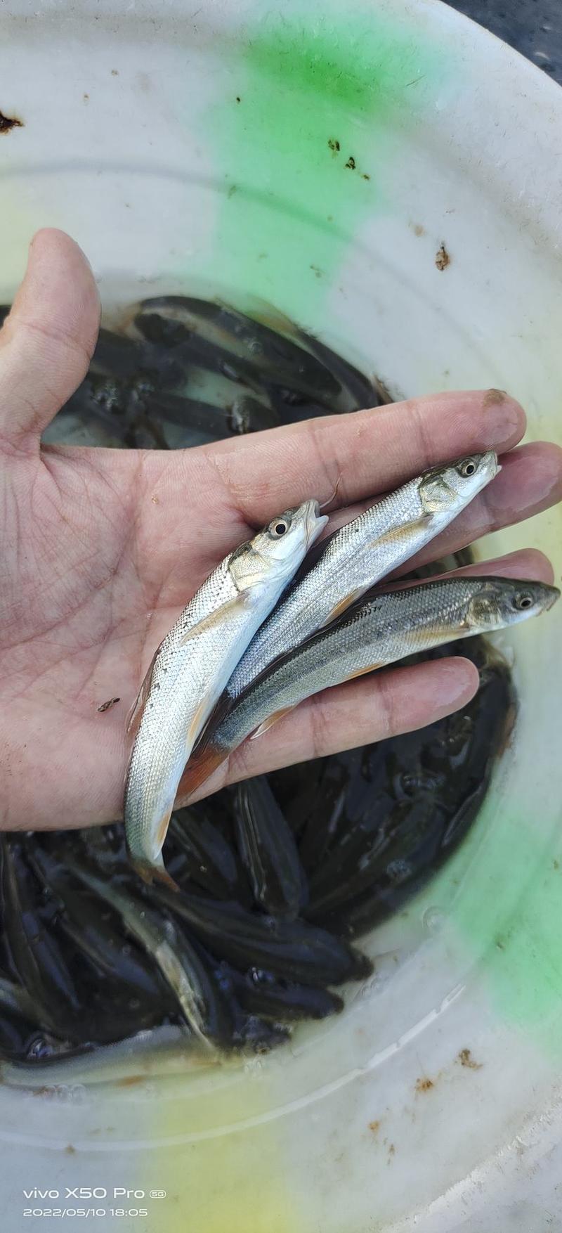 精品银雪鱼苗鱼场直供，技术提供服务指导，养殖户安心养殖