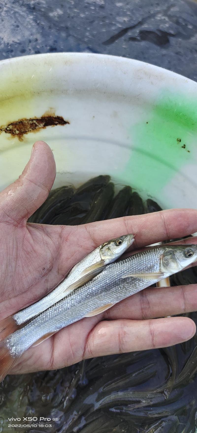 精品银雪鱼苗鱼场直供，技术提供服务指导，养殖户安心养殖