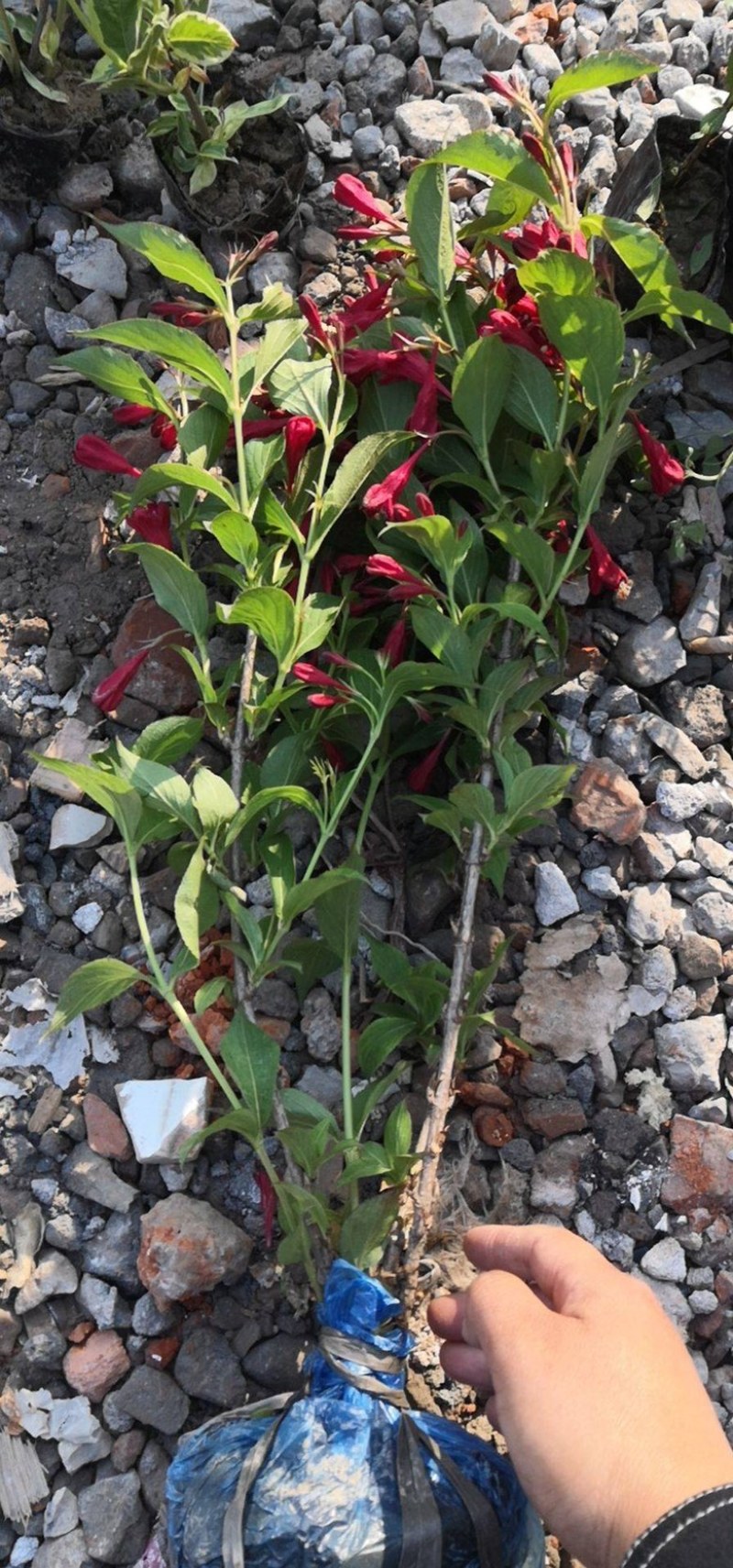 红王子锦带花
