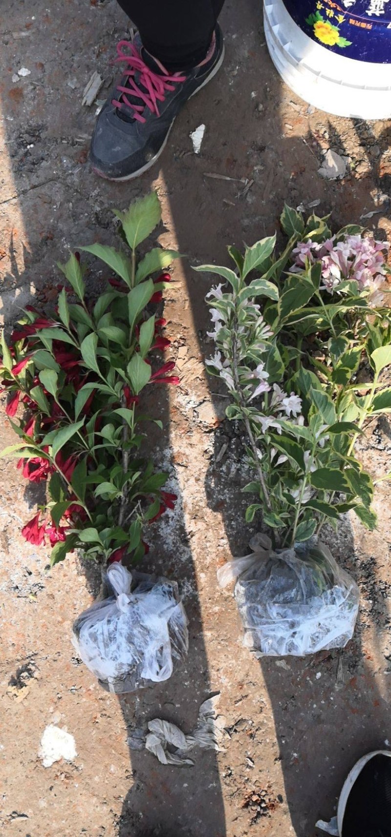 红王子锦带花