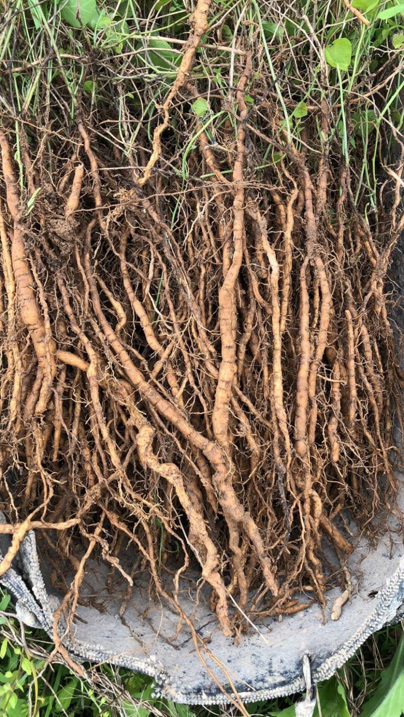 粉防己苗，秋季大苗，土木香苗，一年生大苗，全程技术指导。