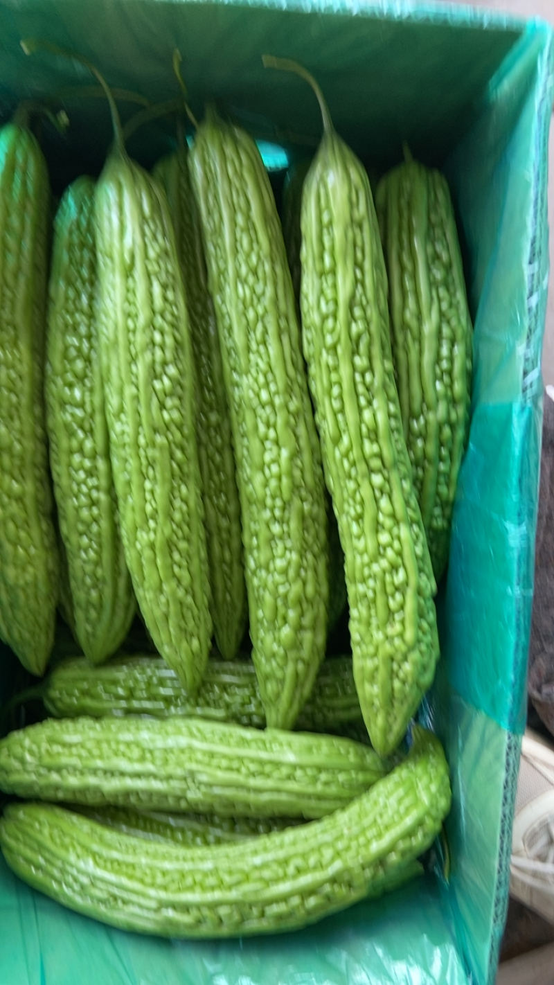 绿苦瓜大量有货