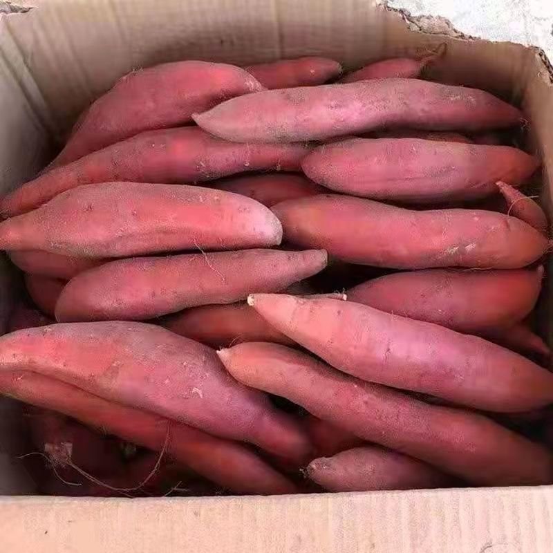 万亩红薯基地产地代收代发全国发货坏烂包赔