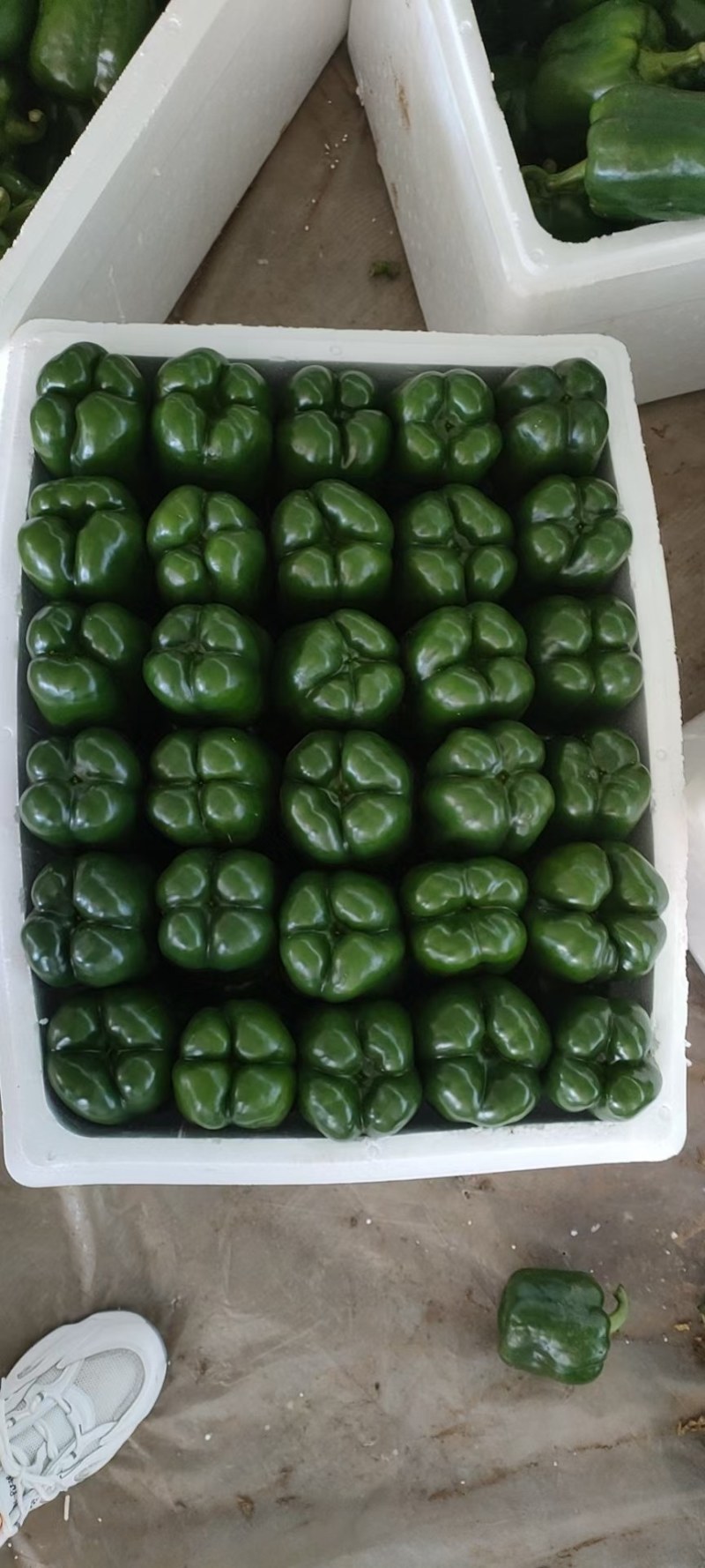 圆椒