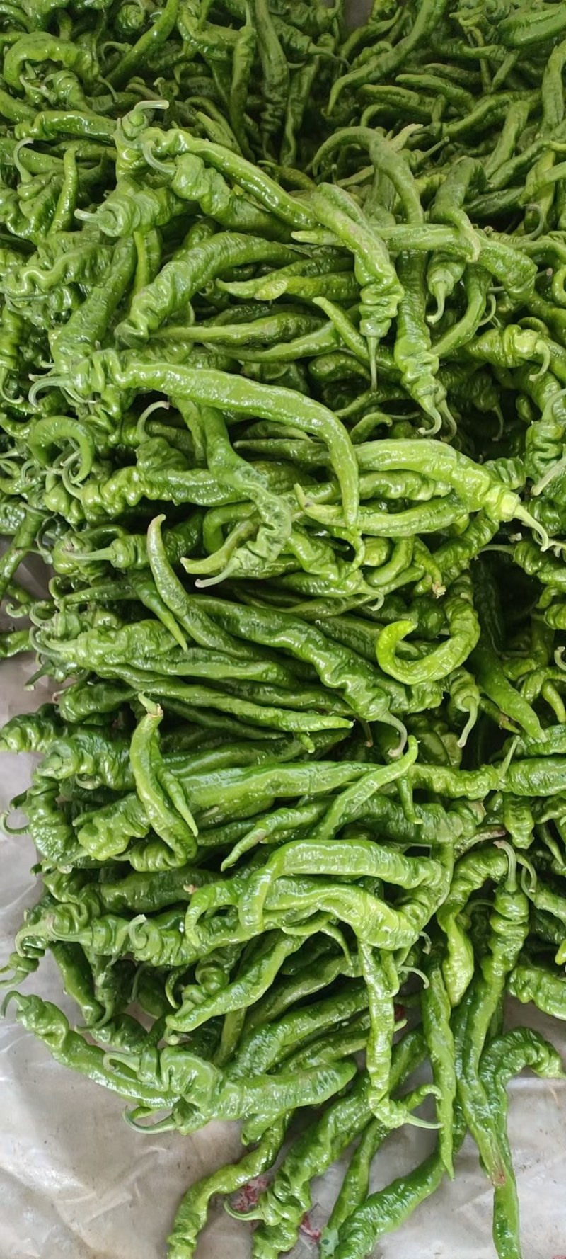 圆椒