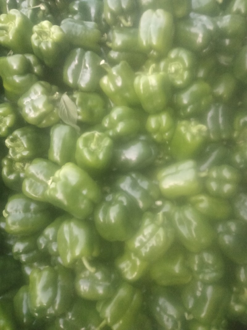 圆椒
