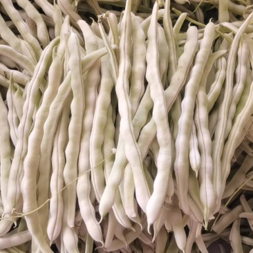精品小白条