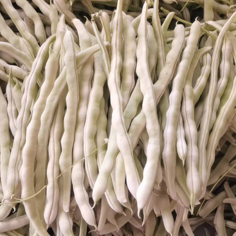 精品小白条