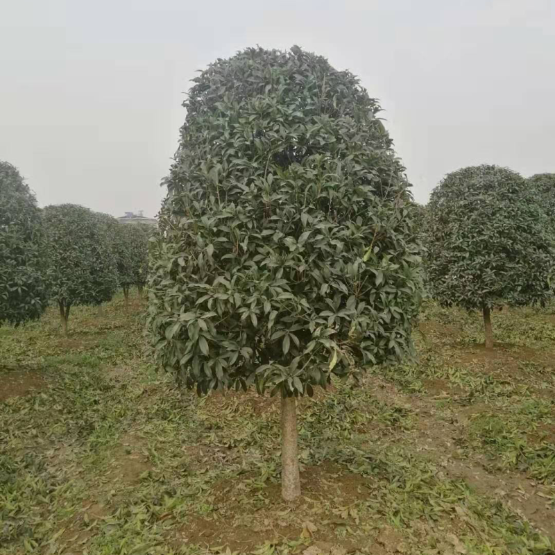 桂花金桂