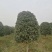 桂花金桂