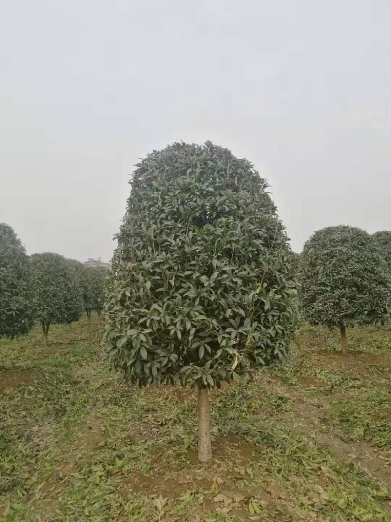 桂花金桂