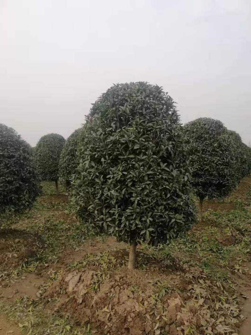 桂花金桂