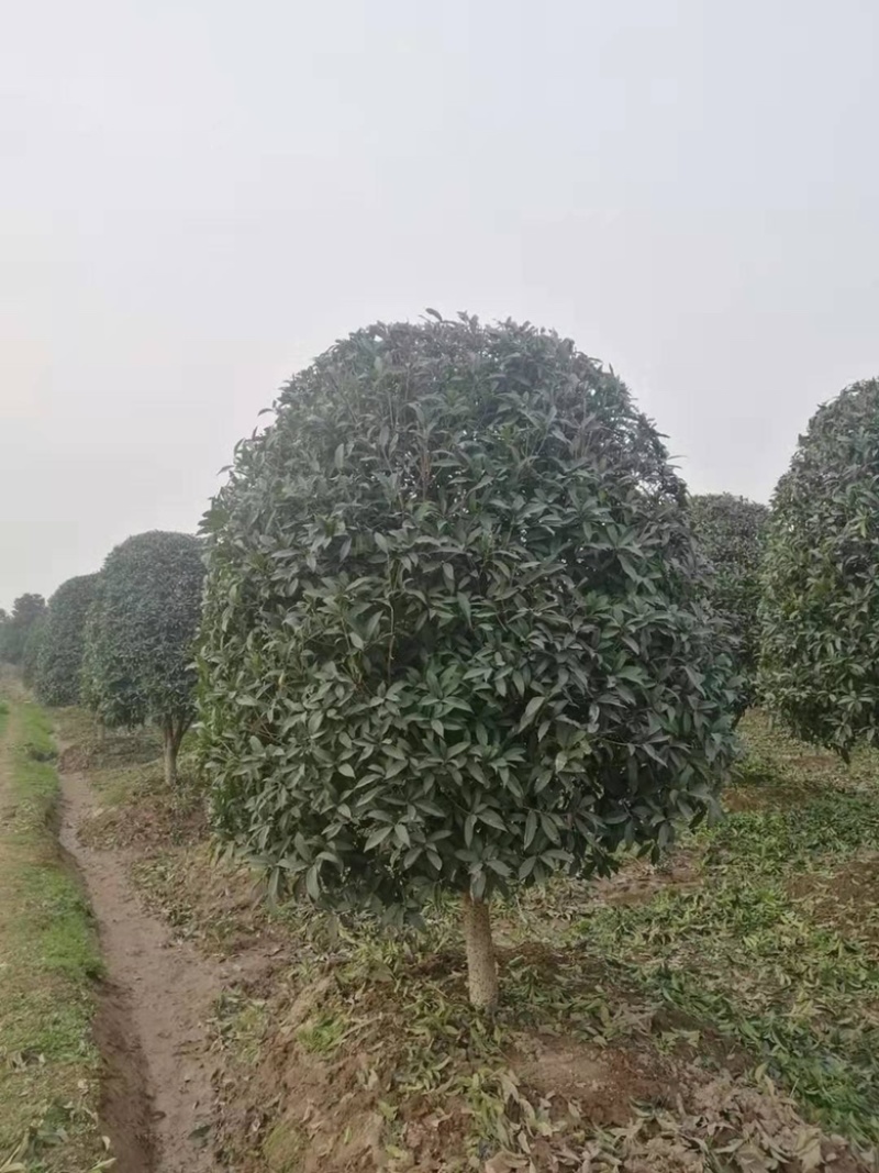 桂花金桂