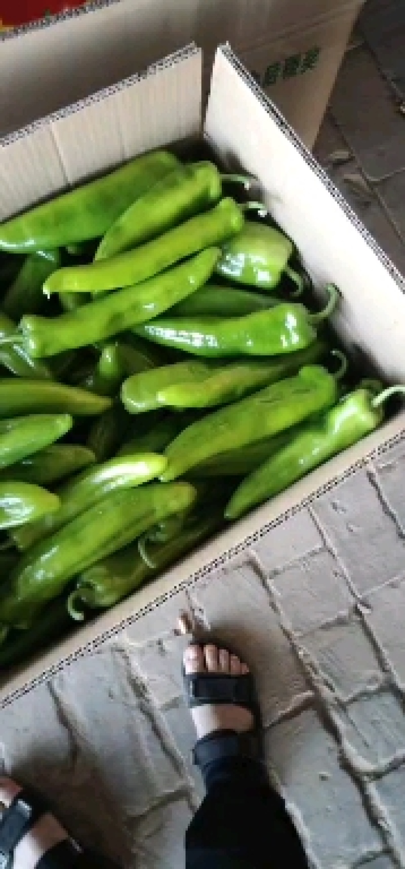 【推荐】陕西鲜辣椒精品尖椒视频看货对接商超市场