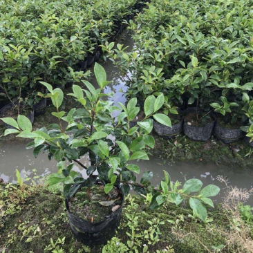 茶梅