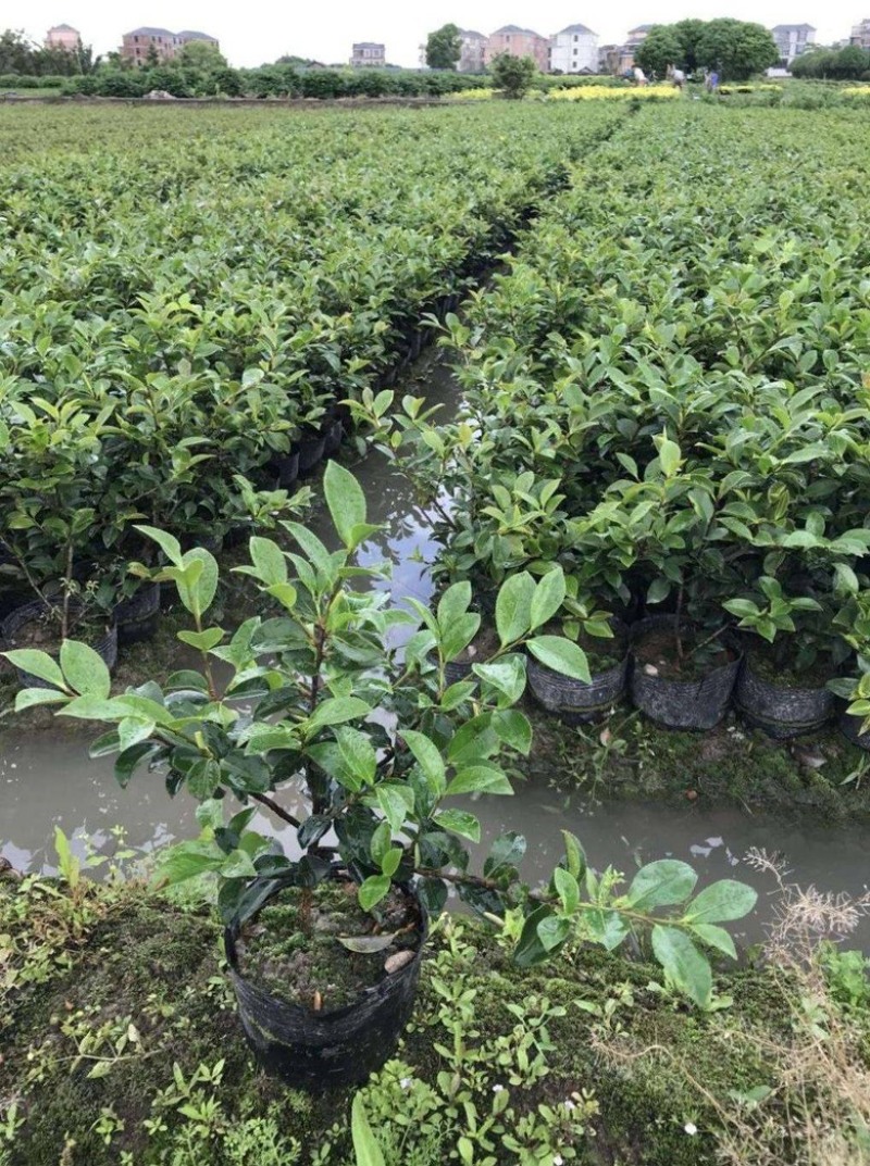 茶梅