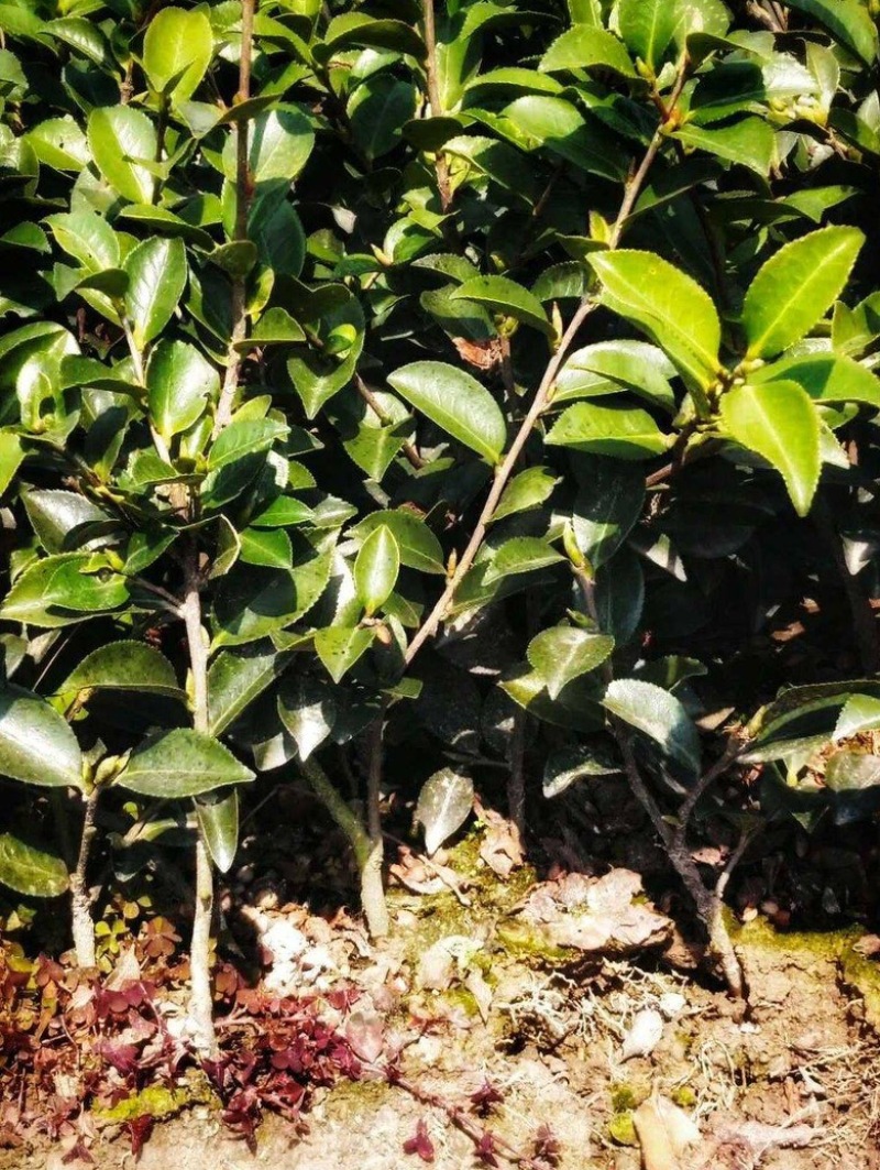 茶梅