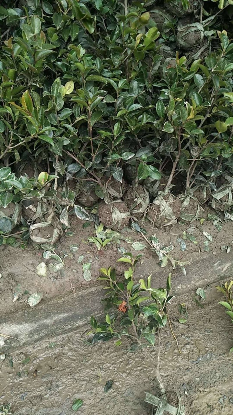 茶梅