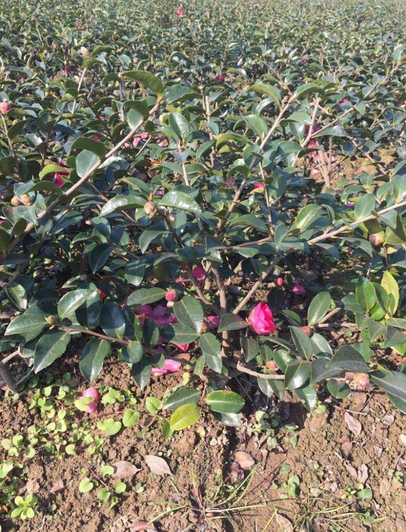 茶梅