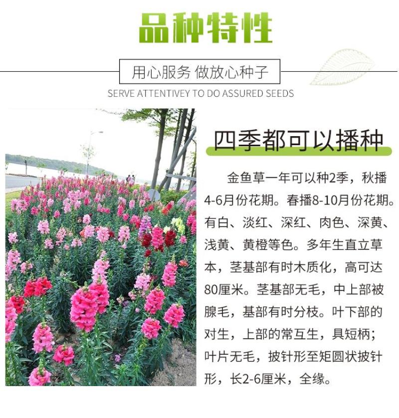 金鱼草种子龙头花室内盆栽室外庭院春季四季播种开花易活