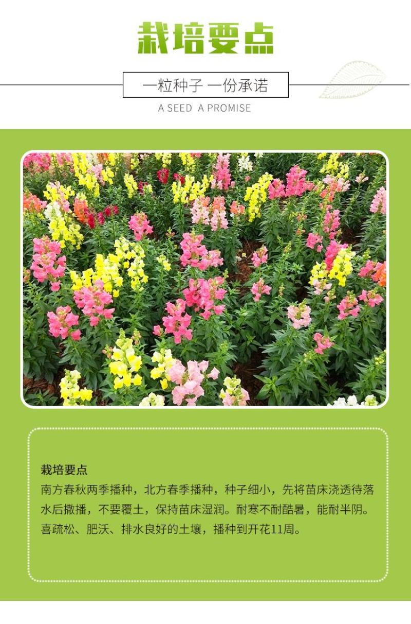 金鱼草种子龙头花室内盆栽室外庭院春季四季播种开花易活