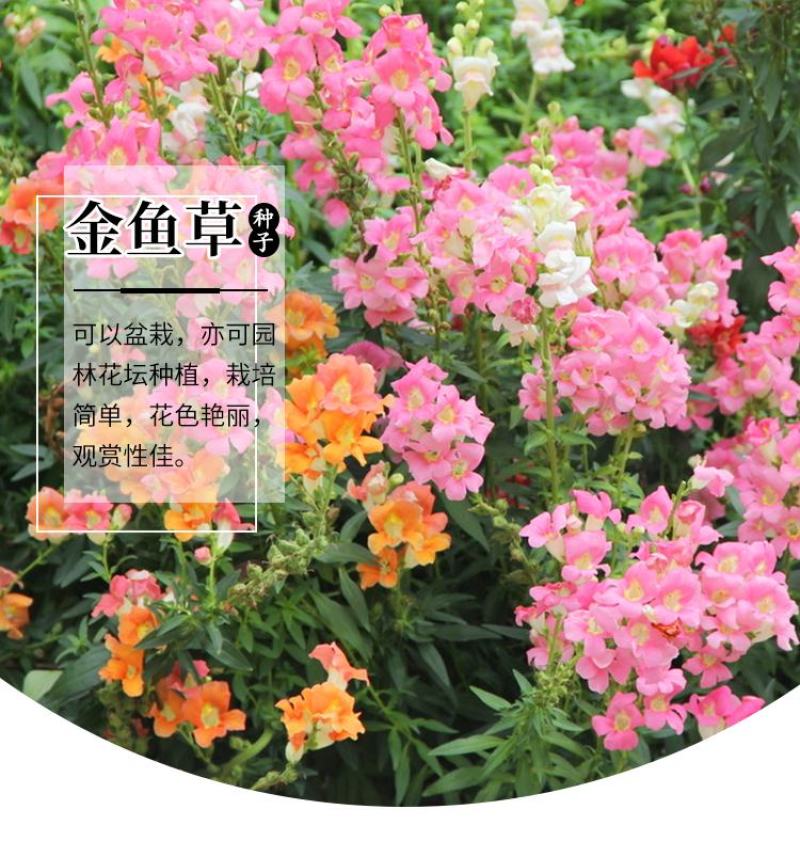 金鱼草种子龙头花室内盆栽室外庭院春季四季播种开花易活