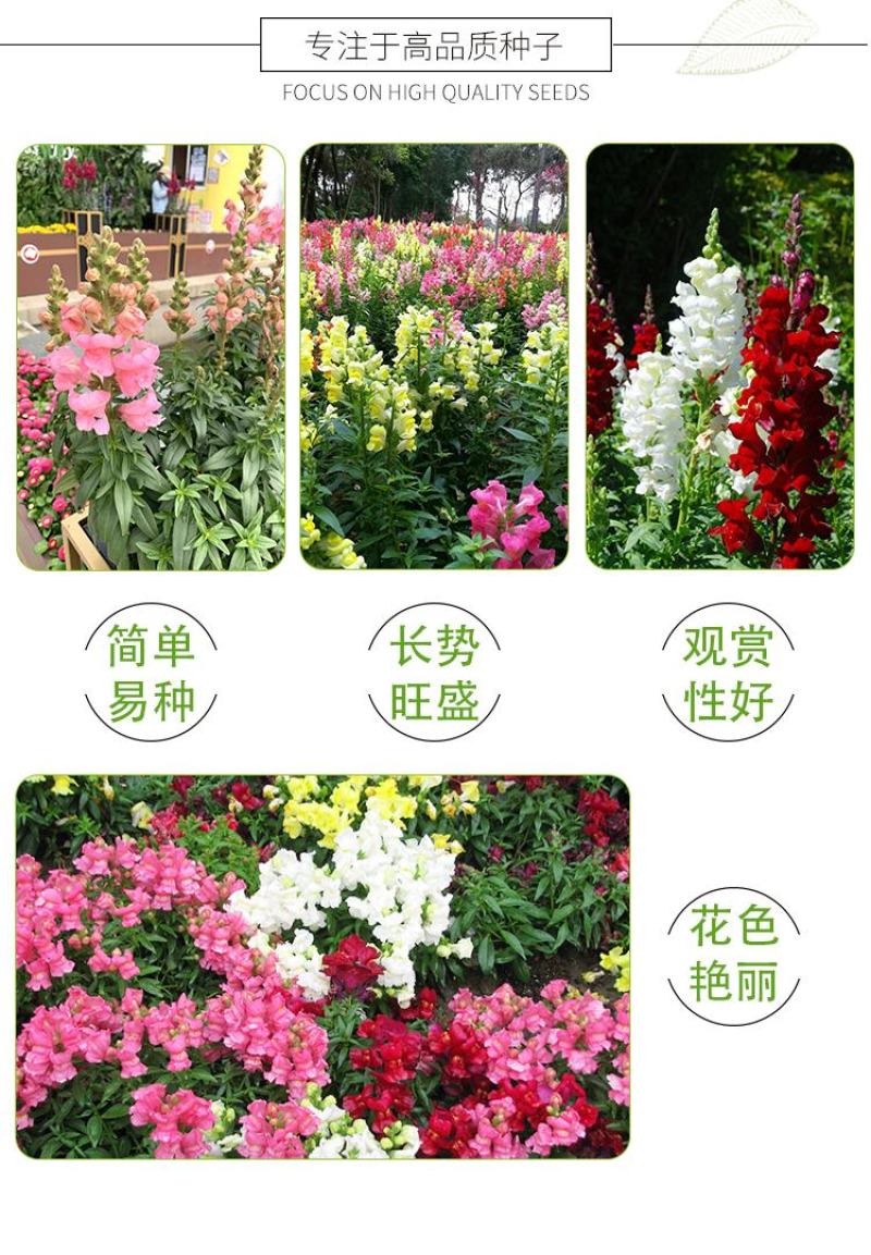 金鱼草种子龙头花室内盆栽室外庭院春季四季播种开花易活