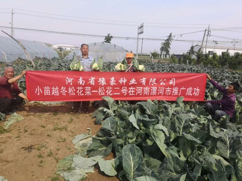 松花2号露地越冬花菜种子小苗越冬菜花品种抗病能力强