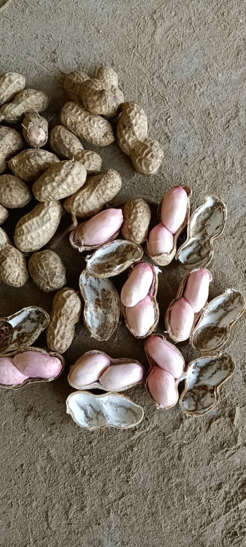 【热销】湖北精品新鲜花生大量上市现拔现筛质量保证