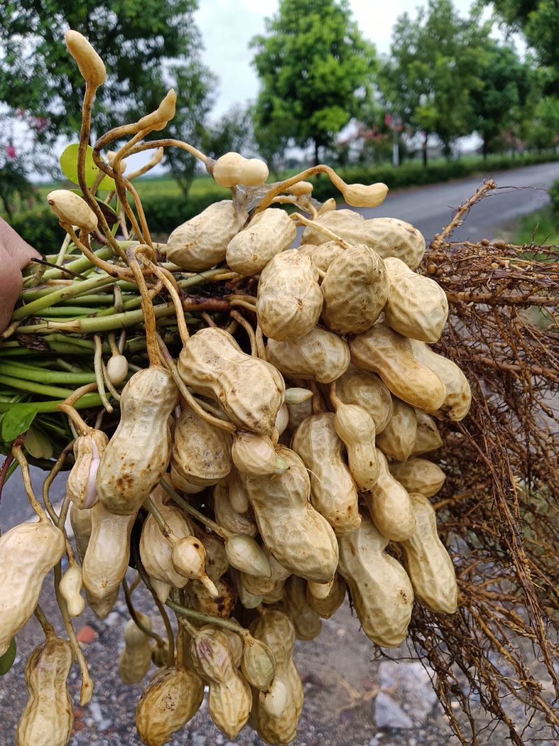 【热销】湖北精品新鲜花生大量上市现拔现筛质量保证