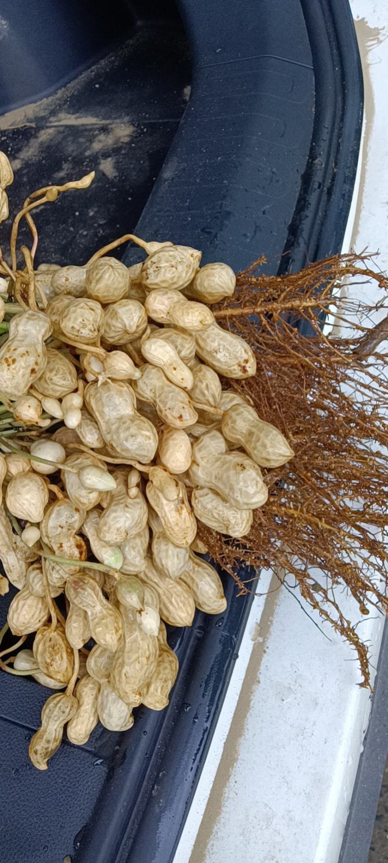 【热销】湖北精品新鲜花生大量上市现拔现筛质量保证