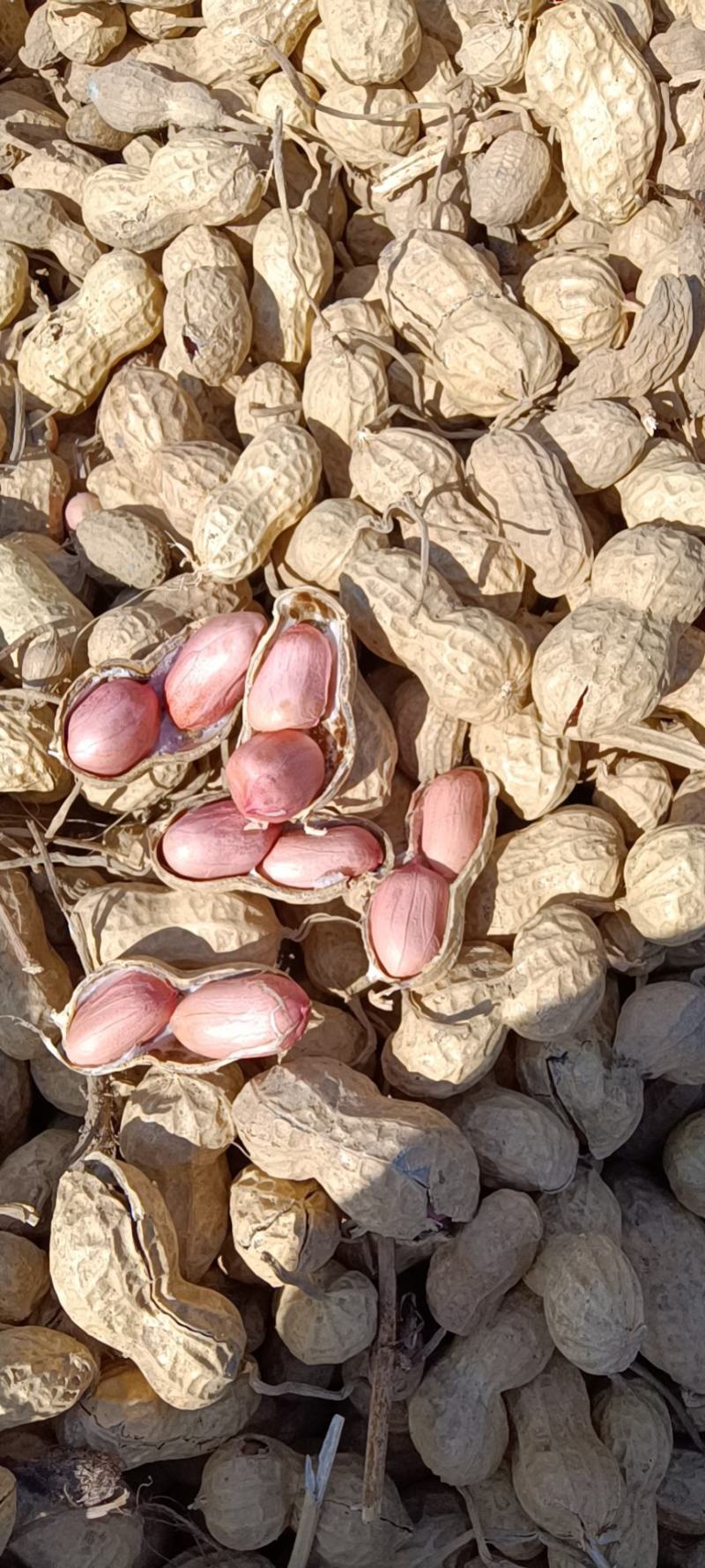 【热销】湖北精品新鲜花生大量上市现拔现筛质量保证