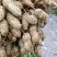 【热销】湖北精品新鲜花生大量上市现拔现筛质量保证