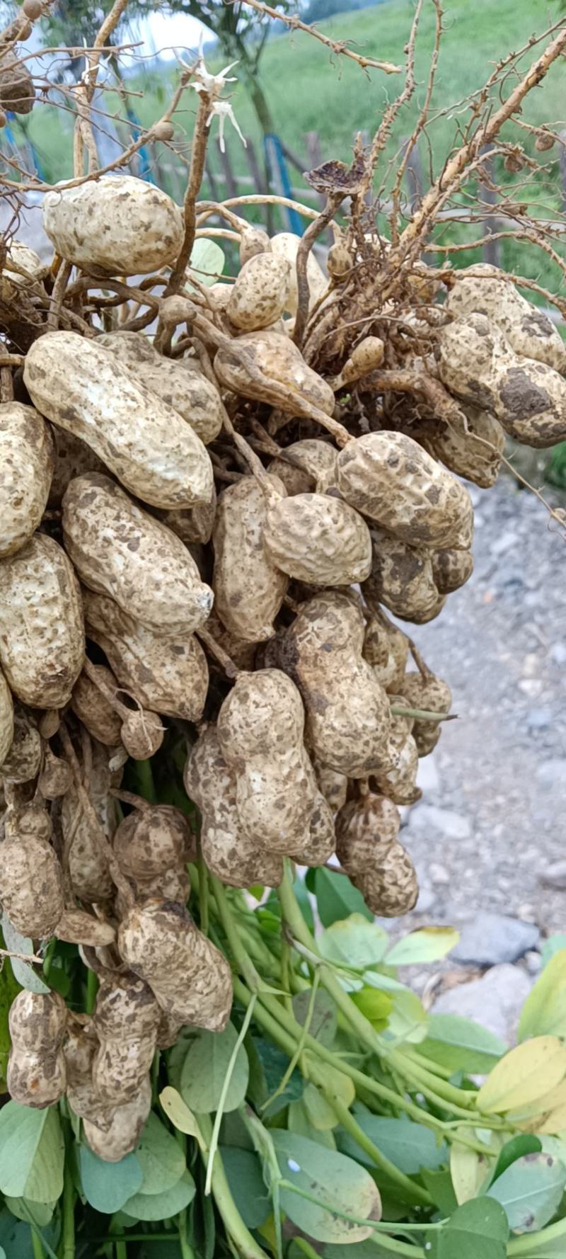 【热销】湖北精品新鲜花生大量上市现拔现筛质量保证