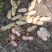 【热销】湖北精品新鲜花生大量上市现拔现筛质量保证
