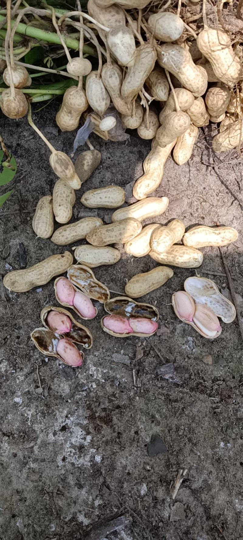 【热销】湖北精品新鲜花生大量上市现拔现筛质量保证