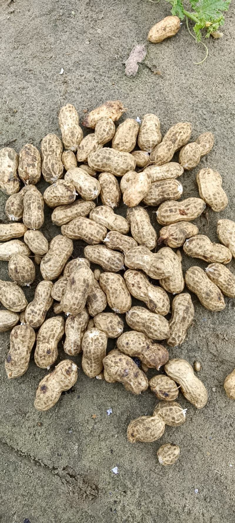 【热销】湖北精品新鲜花生大量上市现拔现筛质量保证