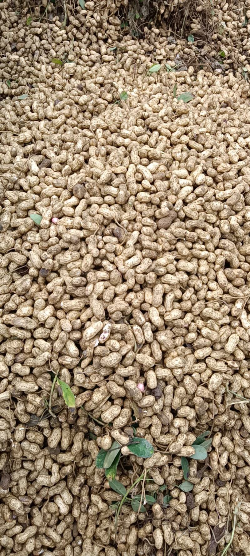 【热销】湖北精品新鲜花生大量上市现拔现筛质量保证