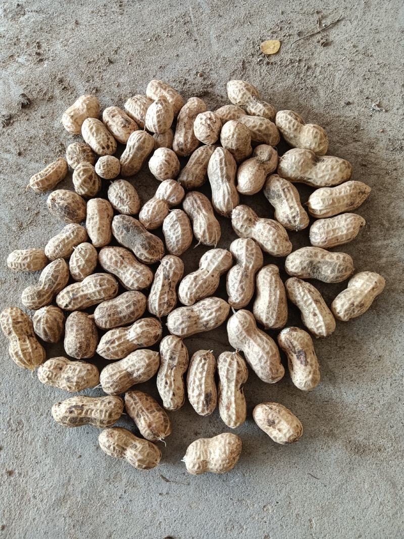【热销】湖北精品新鲜花生大量上市现拔现筛质量保证