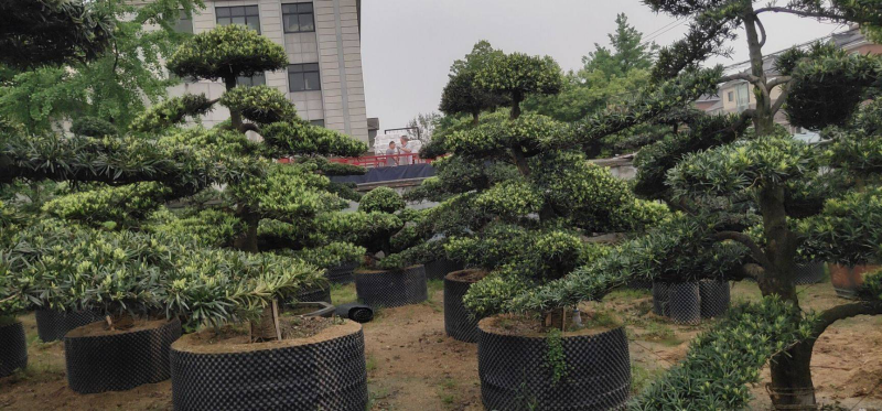 罗汉松