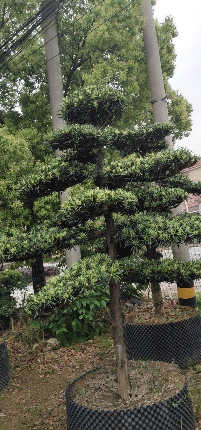 罗汉松