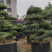 罗汉松