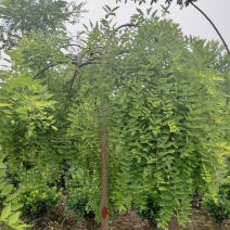 龙爪槐