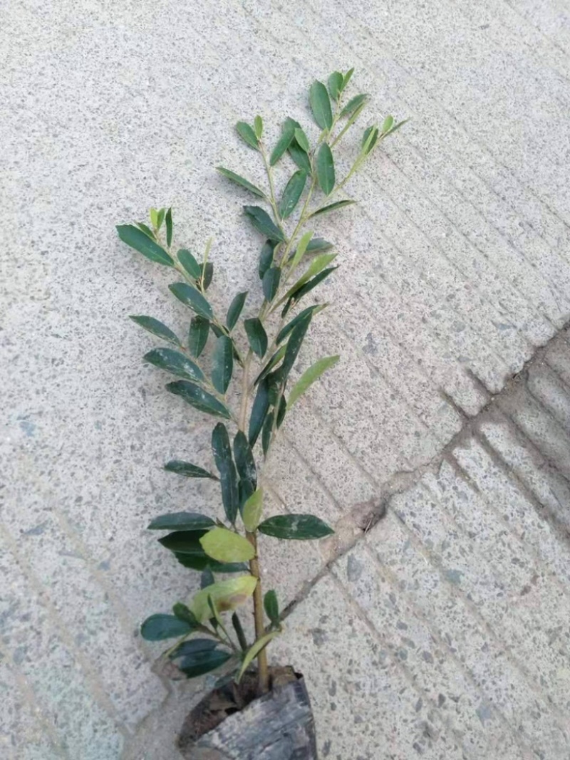 蚊母