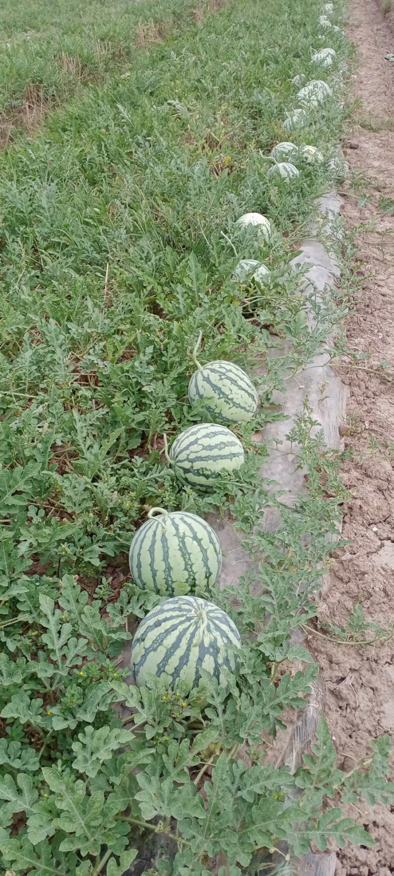 大棚西瓜和露天西瓜