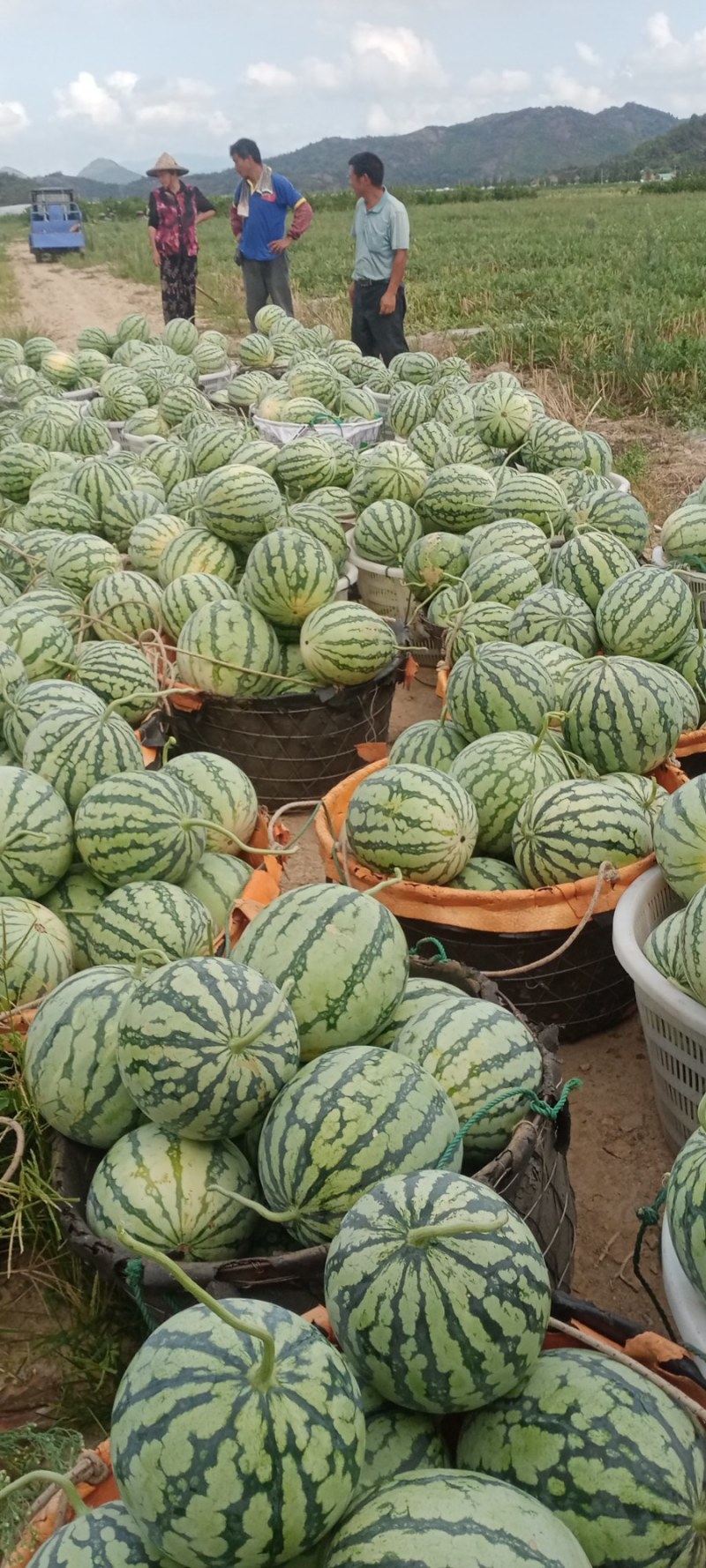 大棚西瓜和露天西瓜